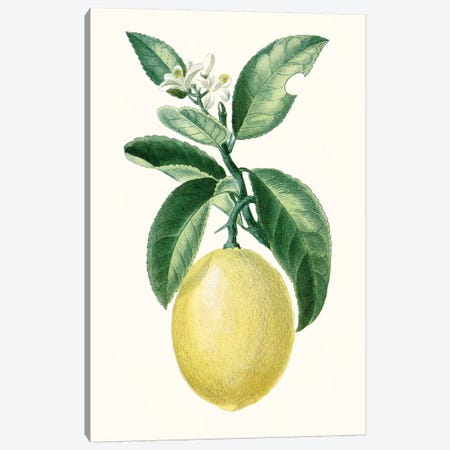 Fruit I Canvas Print #TPN11} by Turpin Canvas Art Print