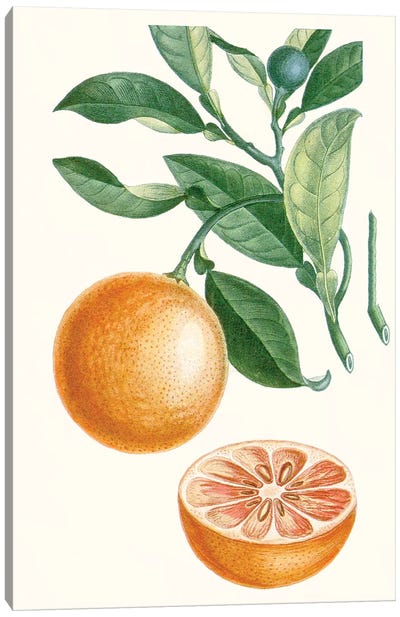 Fruit II Canvas Art Print