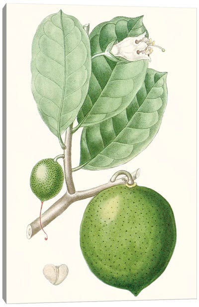 Fruit III Canvas Art Print
