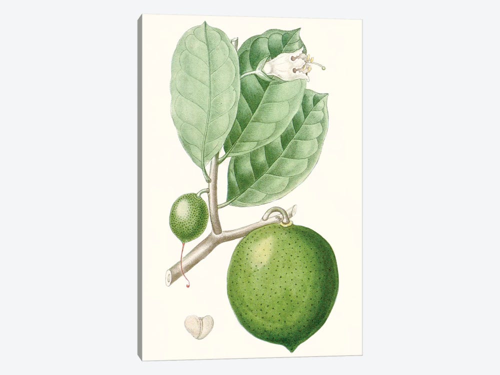 Fruit III by Turpin 1-piece Canvas Art Print