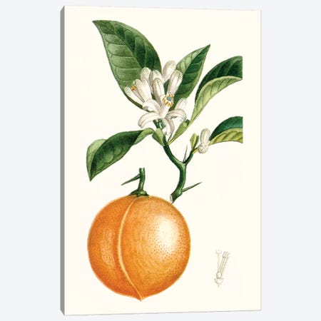 Fruit IV Canvas Print #TPN14} by Turpin Canvas Wall Art