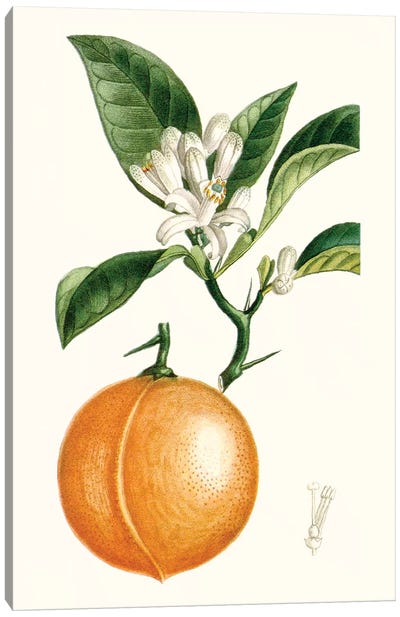 Fruit IV Canvas Art Print