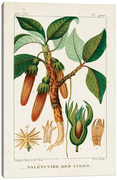 Turpin Foliage & Fruit I Canvas Art Print