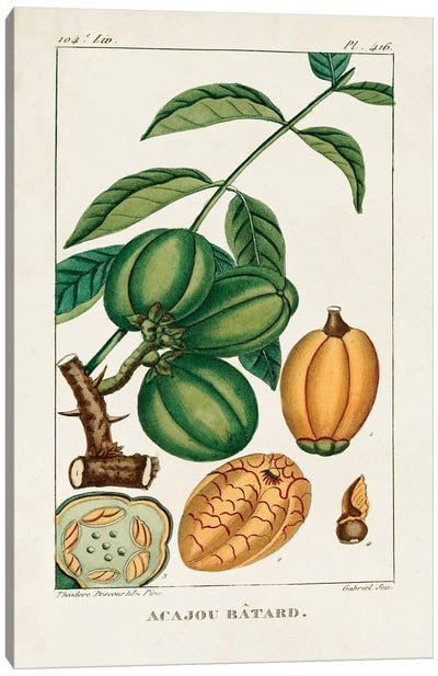 Turpin Foliage & Fruit IV Canvas Art Print