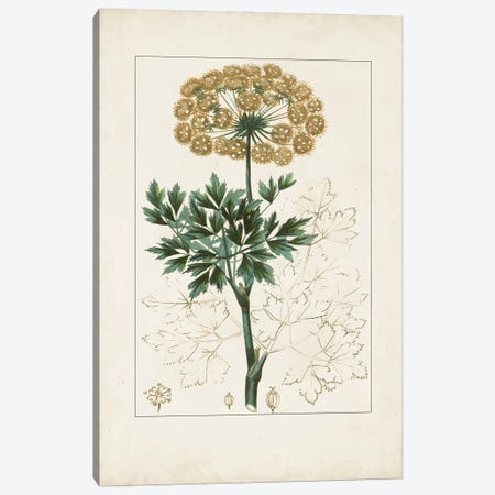 Antique Turpin Botanical VI Canvas Print #TPN19} by Turpin Canvas Print