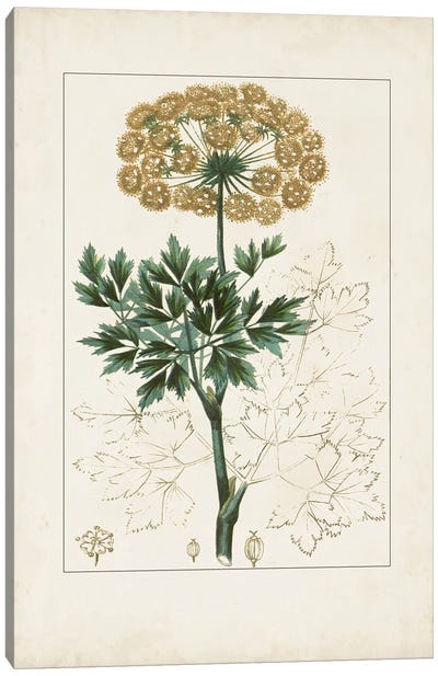 Antique Turpin Botanical VI Canvas Art Print