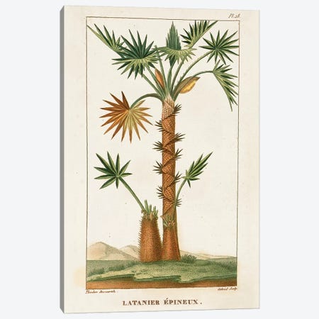 Exotic Palms I Canvas Print #TPN3} by Turpin Canvas Art Print