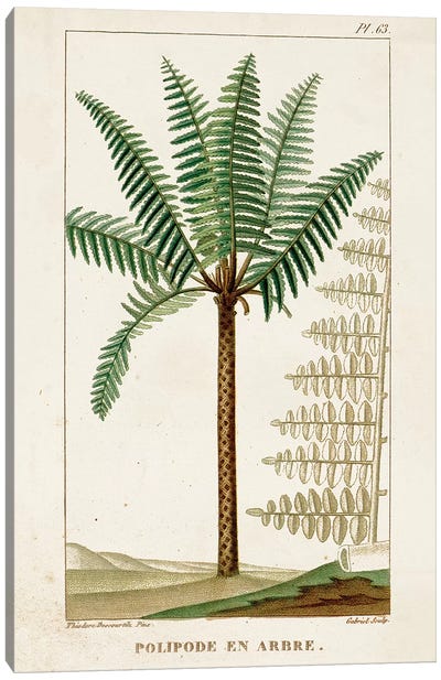 Exotic Palms III Canvas Art Print