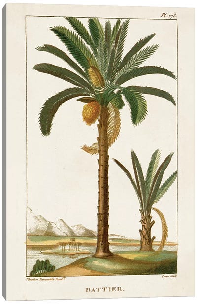 Exotic Palms IV Canvas Art Print