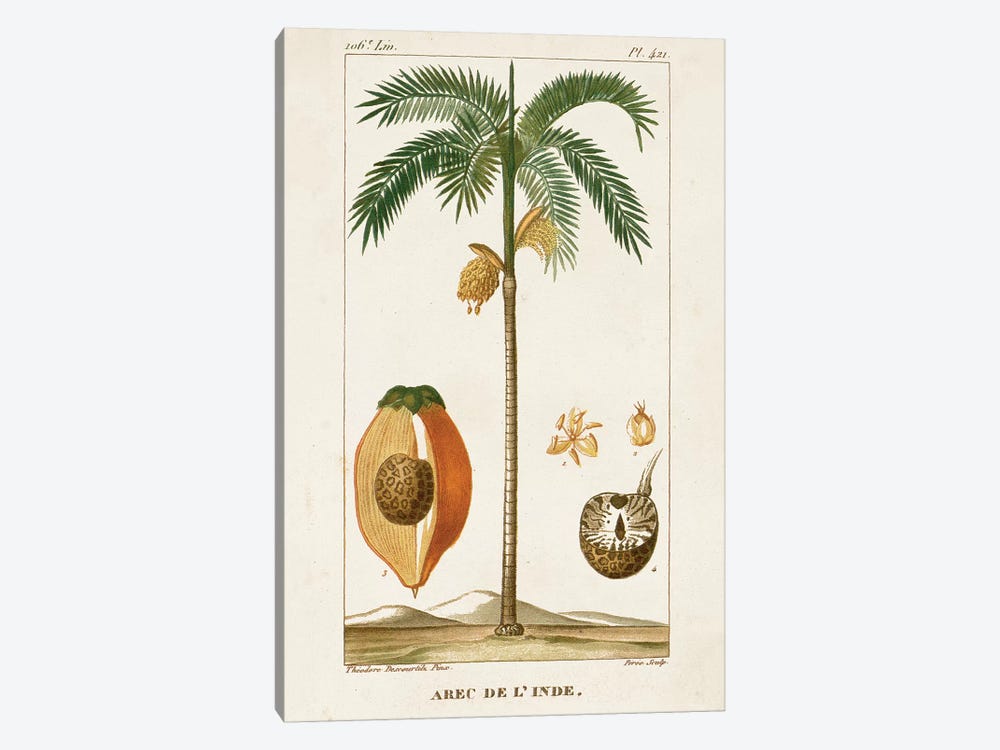 Exotic Palms V 1-piece Canvas Print