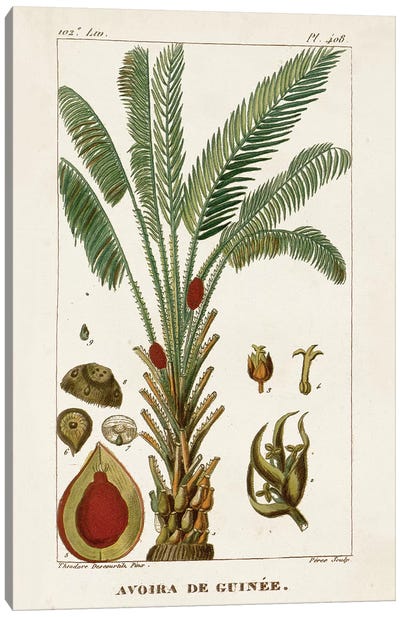Exotic Palms VI Canvas Art Print