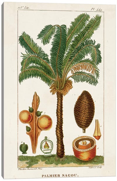 Exotic Palms VII Canvas Art Print