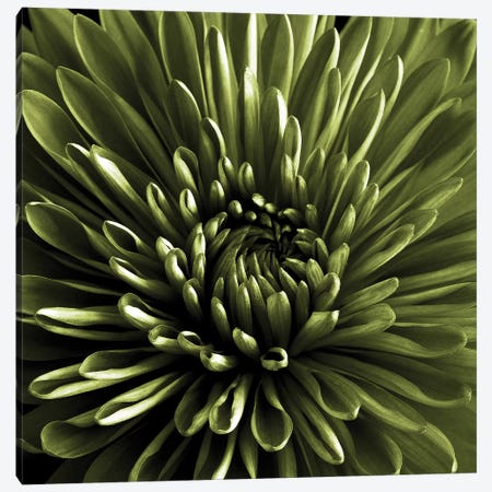 Green Chrysanthemum Close-Up Canvas Print #TQU117} by Tom Quartermaine Canvas Artwork