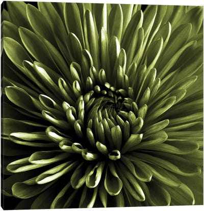 Green Chrysanthemum Close-Up Canvas Art Print