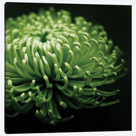 Green Chrysanthemum On Black Canvas Print #TQU118} by Tom Quartermaine Canvas Print