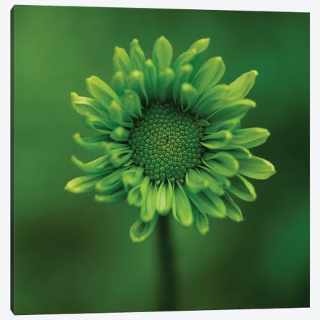 Green Flower On Green Canvas Print #TQU119} by Tom Quartermaine Art Print