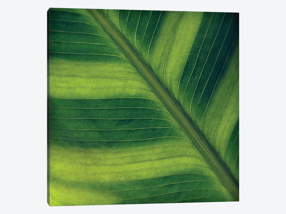 Green Leaf Close-Up II 1-piece Canvas Art Print