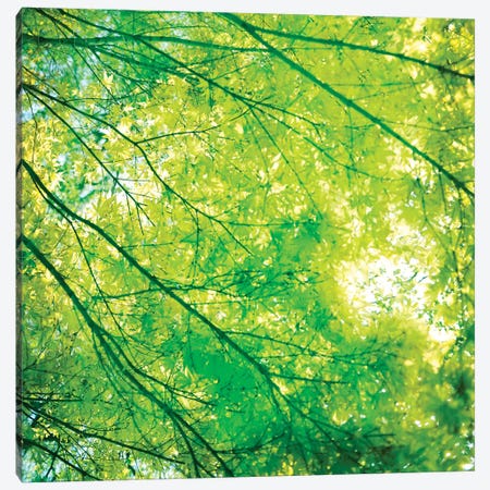 Green Leaves I Canvas Print #TQU123} by Tom Quartermaine Canvas Art