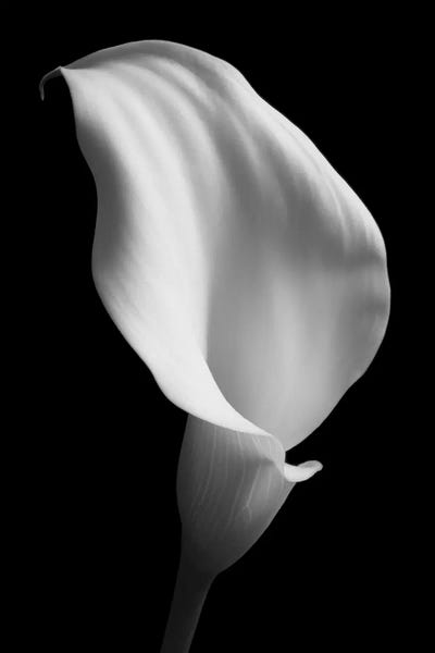 Tom Quartermaine: Lily On Black II by Tom Quartermaine