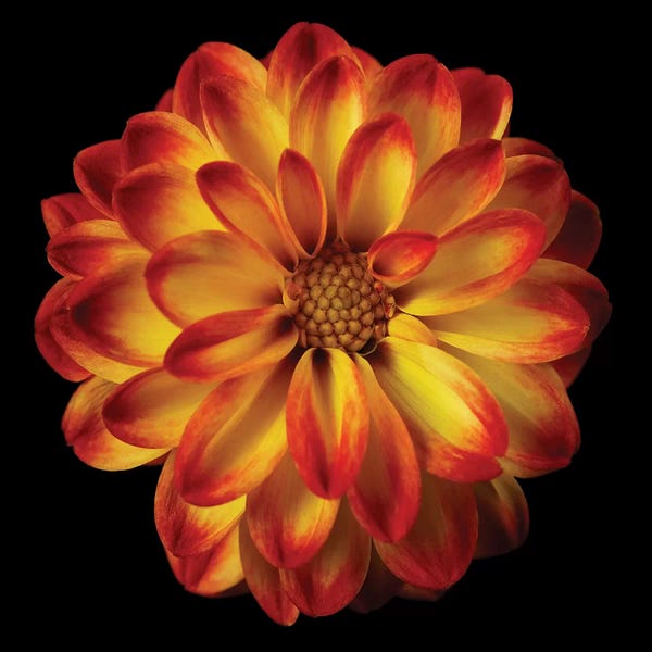 Tom Quartermaine: Orange Dahlia On Black I by Tom Quartermaine