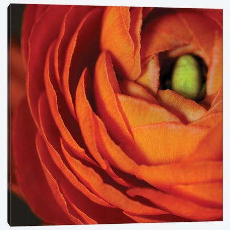 Orange Flower Close-Up Canvas Print #TQU174} by Tom Quartermaine Canvas Art