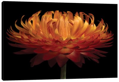 Orange Flower On Black I Canvas Art Print - Chrysanthemum Art
