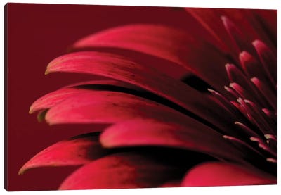 Petals Of A Red Gerbera Canvas Art Print - Pantone Trending  Fall Colors 2018