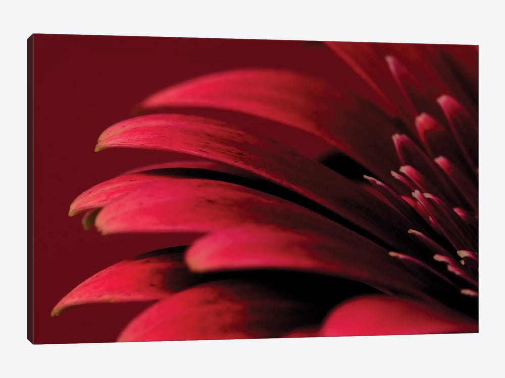 Petals Of A Red Gerbera by Tom Quartermaine 1-piece Canvas Print