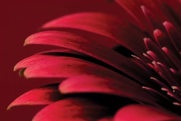 Daisies: Petals Of A Red Gerbera by Tom Quartermaine