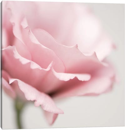 Pink Flower I Canvas Art Print - Macro Photography