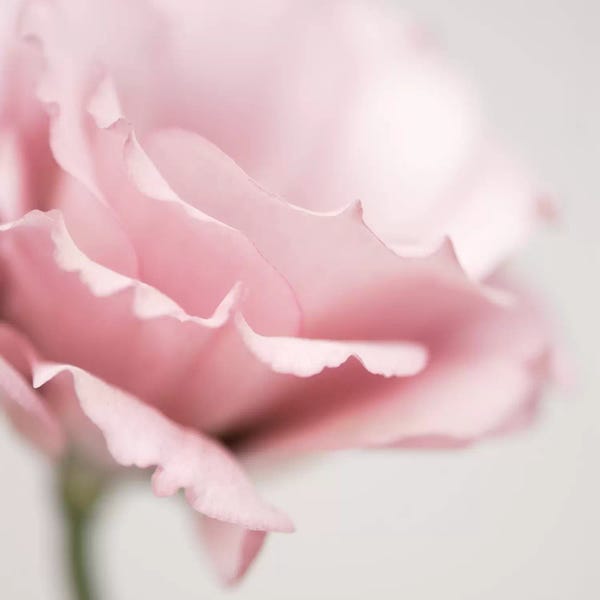 Macro Photography: Pink Flower I by Tom Quartermaine
