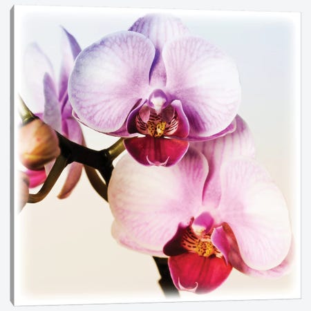 Pink Orchid Close-Up II Canvas Print #TQU205} by Tom Quartermaine Canvas Artwork