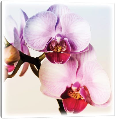 Pink Orchid Close-Up II Canvas Art Print - Tom Quartermaine