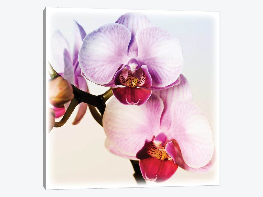 Pink Orchid Close-Up II by Tom Quartermaine 1-piece Canvas Wall Art