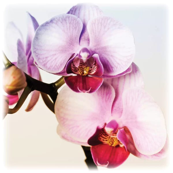 Orchids: Pink Orchid Close-Up II by Tom Quartermaine