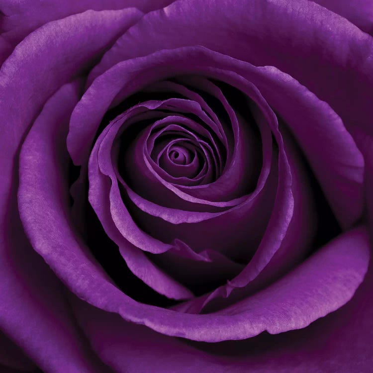 Purple Rose I by Tom Quartermaine wall art