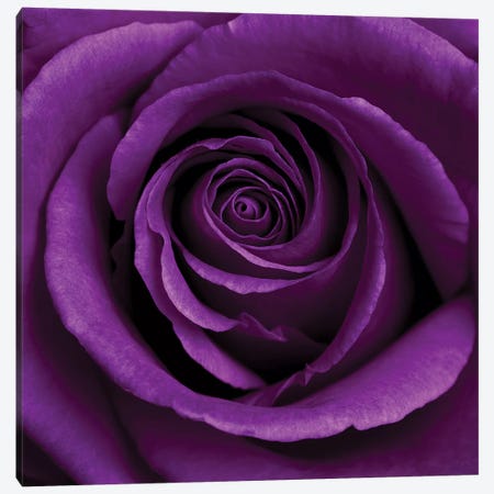 Purple Rose I Canvas Print #TQU227} by Tom Quartermaine Canvas Art