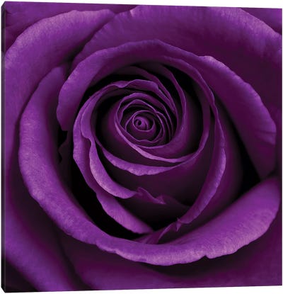 Purple Rose I Canvas Art Print - Macro Photography