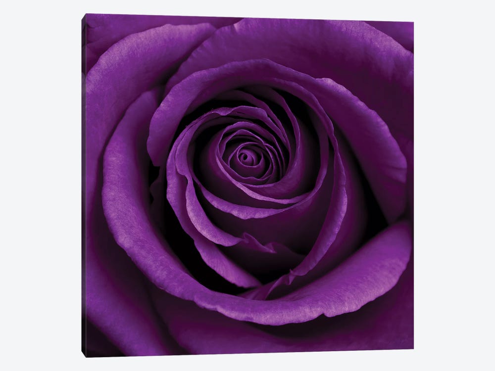 Purple Rose I by Tom Quartermaine 1-piece Canvas Artwork
