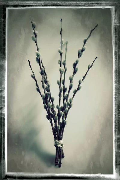Tom Quartermaine: Pussy Willow IV by Tom Quartermaine