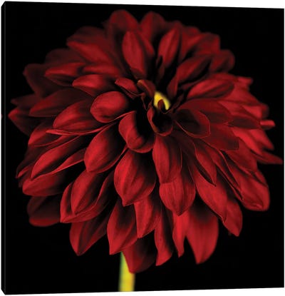 Red Dahlia On Black I Canvas Art Print - Color Palettes