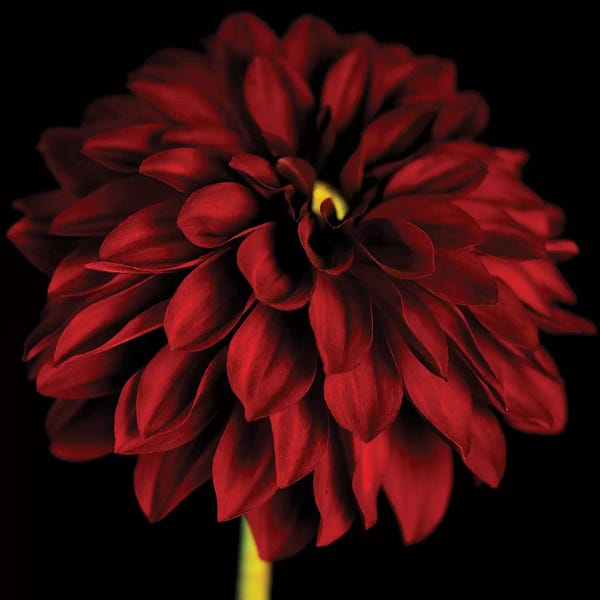 Black & White & Red: Red Dahlia On Black I by Tom Quartermaine