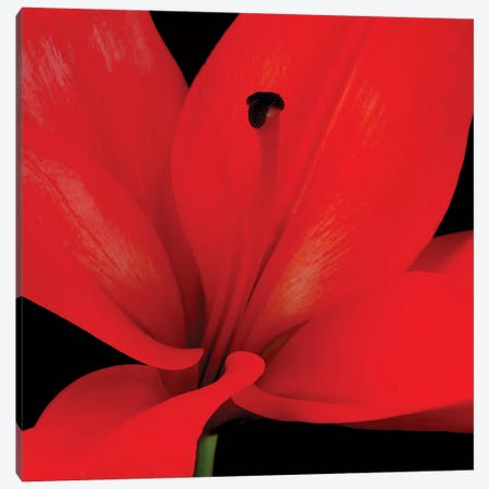 Red Flower On Black III Canvas Print #TQU245} by Tom Quartermaine Canvas Art