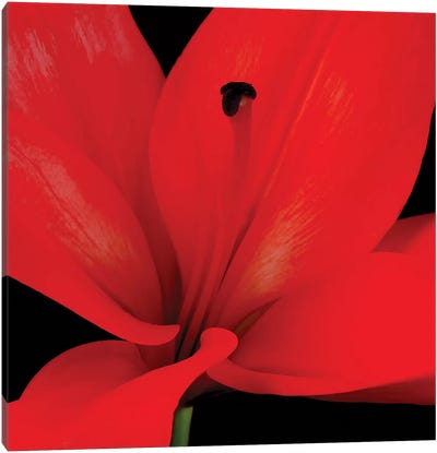Red Flower On Black III Canvas Art Print - Valiant Poppy
