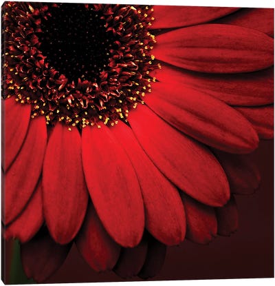 Red Gerbera On Red I Canvas Art Print