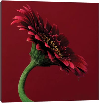 Red Gerbera On Red V Canvas Art Print - Valiant Poppy