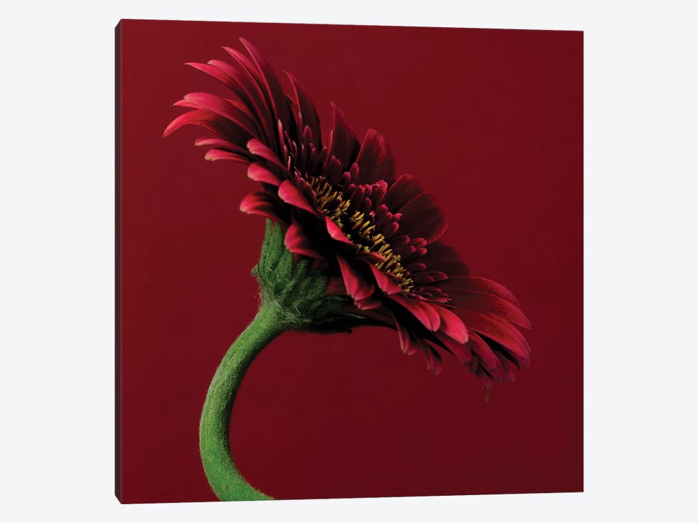 Red Gerbera On Red V by Tom Quartermaine 1-piece Canvas Wall Art