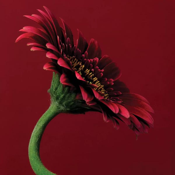 Tom Quartermaine: Red Gerbera On Red V by Tom Quartermaine