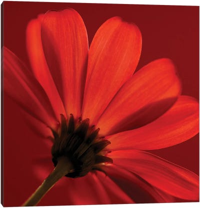 Red Gerbera On Red VIII Canvas Art Print - Valiant Poppy