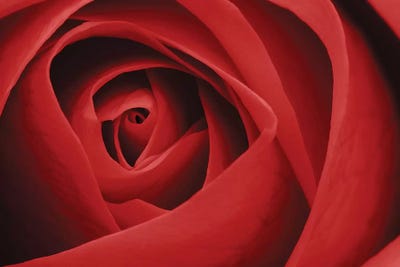Red Rose I by Tom Quartermaine canvas print